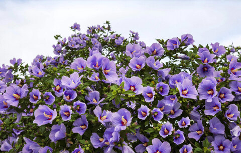 ollyhibs onlyfans leaked picture 2