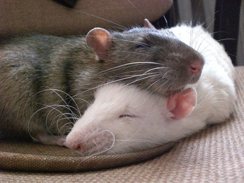 ratsumin onlyfans leaked picture 2