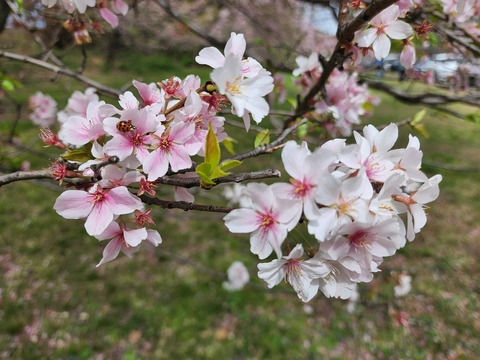 yogurtsoju onlyfans leaked picture 2